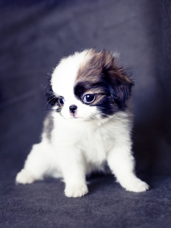 Japanese Chin Breed Information