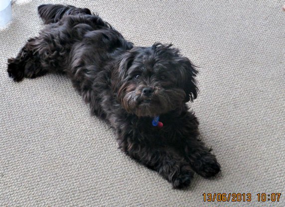 Australian Terrier and Shih Tzu Mix