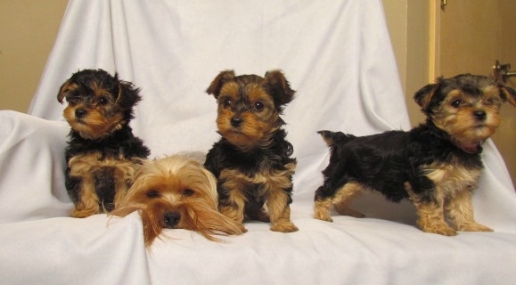 A litter of three Yorkie puppies and their mom