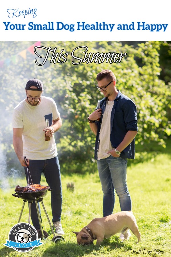 Keeping Your Small Dog Healthy and Happy This Summer: Pin for Future Reference Summer time fun grilling out with a small dog