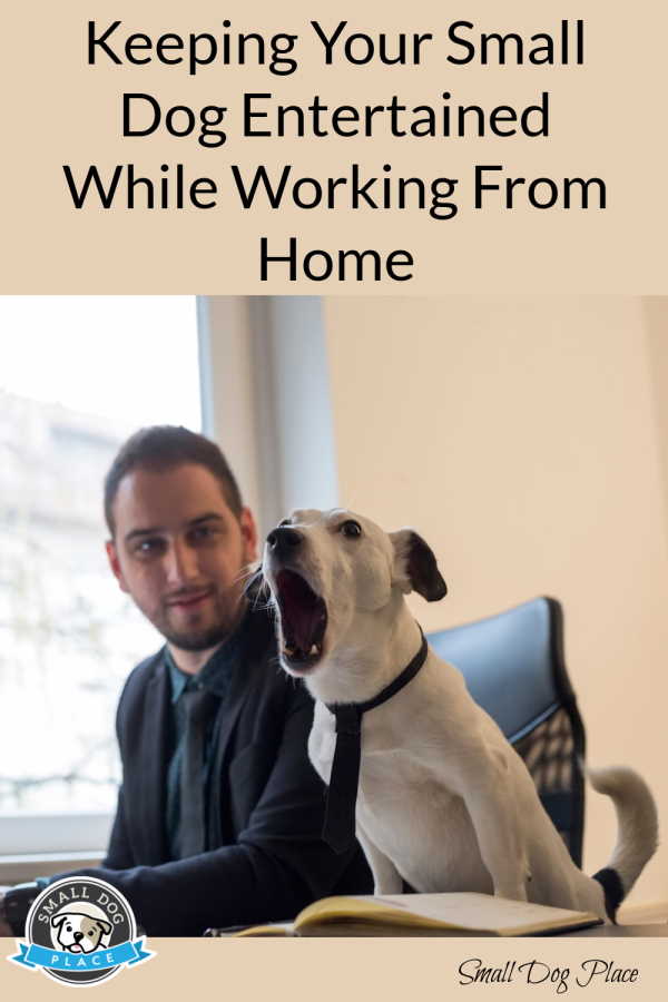 Keeping Your Dog Entertained While You Work From Home Keeping Your Dog Entertained Pin Image