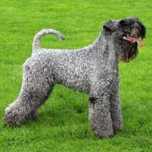 Kerry Blue Terrier