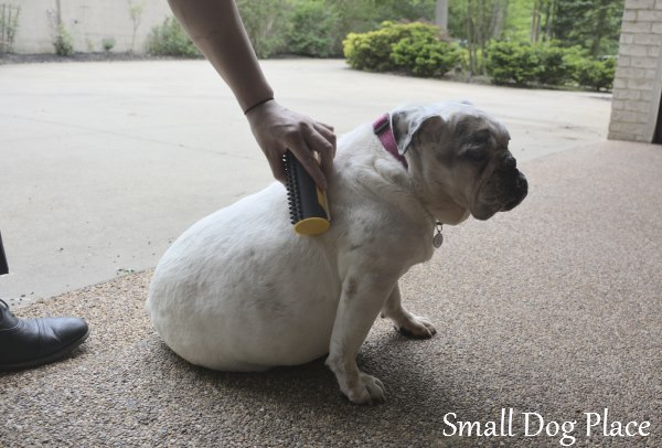 A man is using a King Komb on a old white English Bulldog