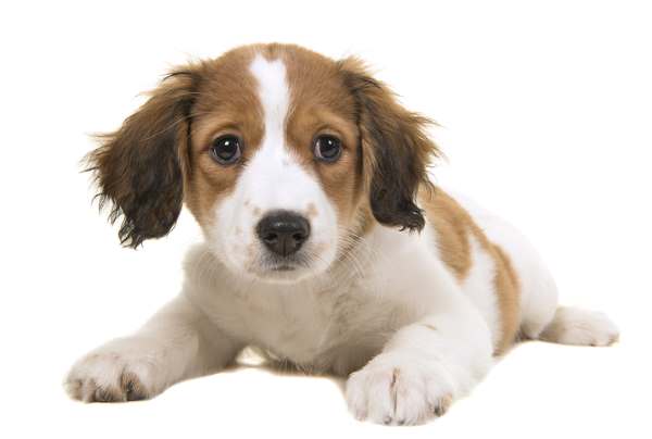 Kooikerhondje Puppy