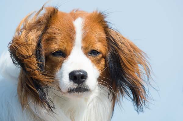 Kooikerhondje's Health Issues