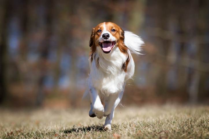 kooikerhondje dog