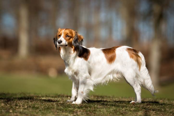 Kooikerhondje's Personality Traits