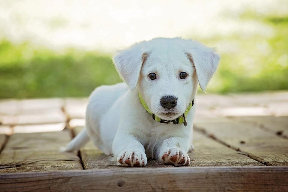 A white puppy is laying and looking at the camera.