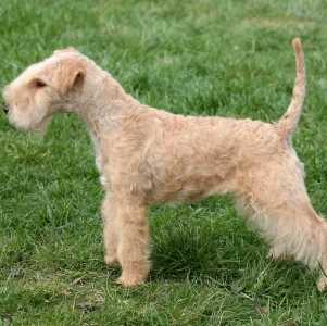 Lakeland Terrier