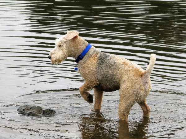 do lakeland terriers shed