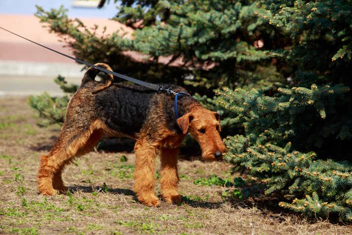 Lakeland Terrier near a large spruce tree