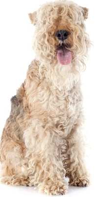 Lakeland Terrier