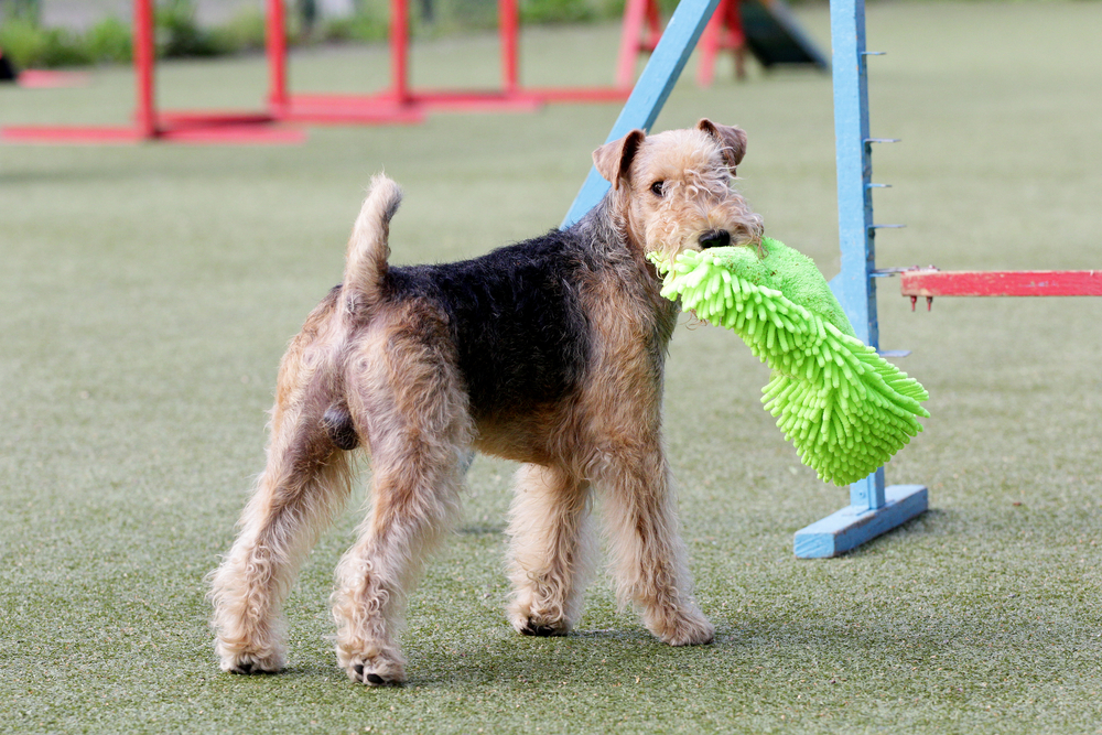 Lakeland Terrier is shown in front of agility equipment