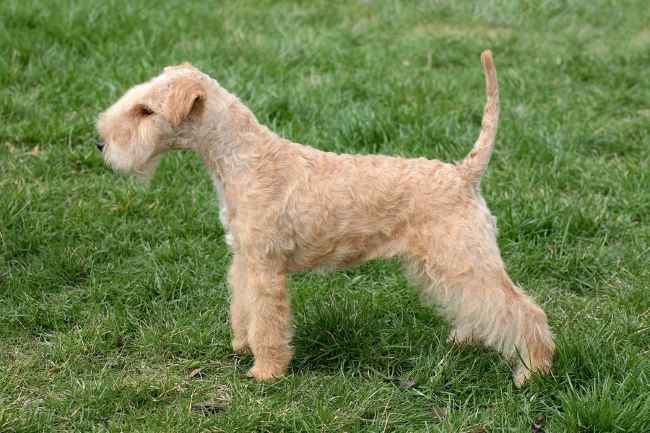 black and tan lakeland terrier