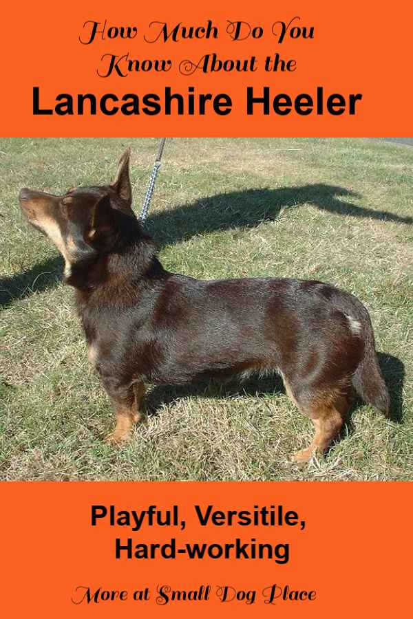 How much do you know about the Lancashire Heeler Pin