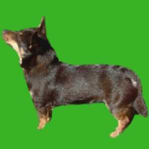 Lancashire Heeler