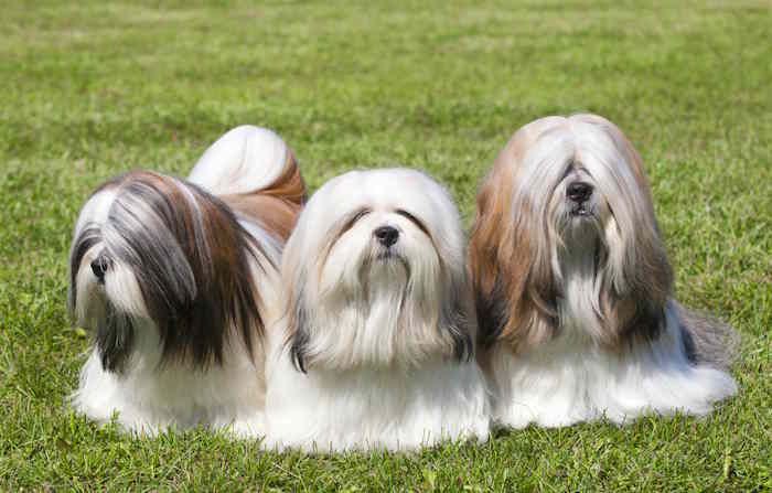 Three adult Lhasa Apso pose on the grass in their full show coats