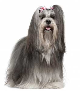 tibetan lhasa dog price