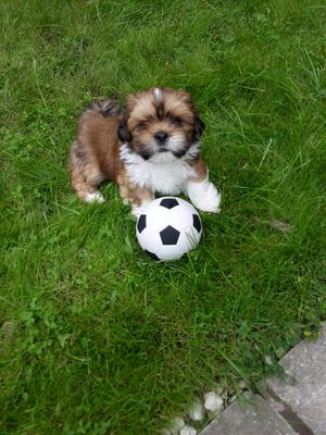 A young Lhasa Apso puppy from the UK named Buddy