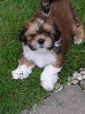 A young Lhasa Apso puppy standing in the grass.