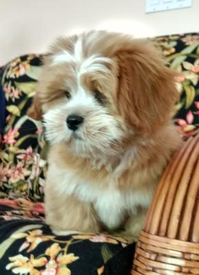 A young Shih Tzu puppy named Gabe contributed by a Small Dog Place reader