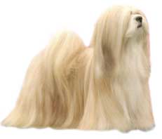Lhasa Apso
