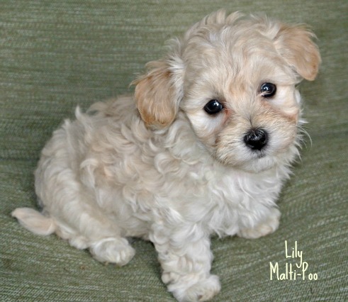 Malti Poo, one of the many hybrids created by using the Poodle
