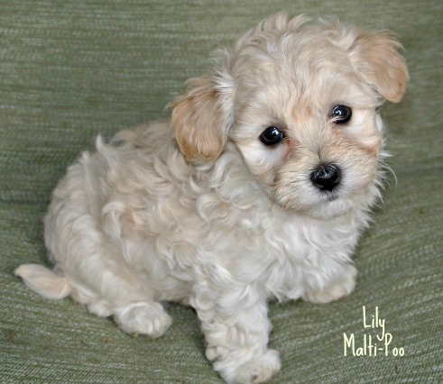 white toy poodle breeders