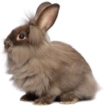 Lionhead Rabbit