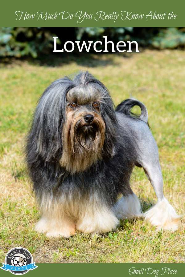 Lowchen sales dog breed