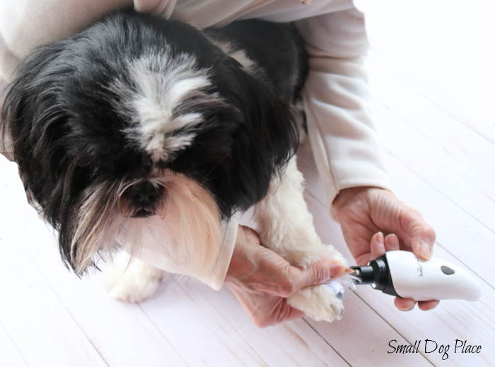 Shih Tzu is having her nails done using the Lucky Tail nail grinder