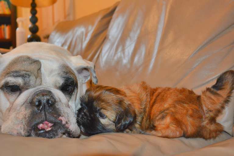 A bulldog snuggled up to a 8 week old Shih Tzu puppy.