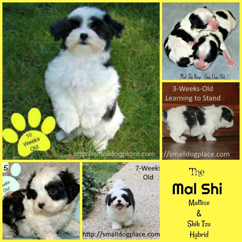 Development of a Mal-Shi Puppy