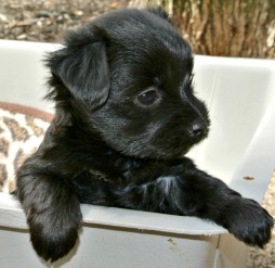 Maltese and Shih Tzu Mix