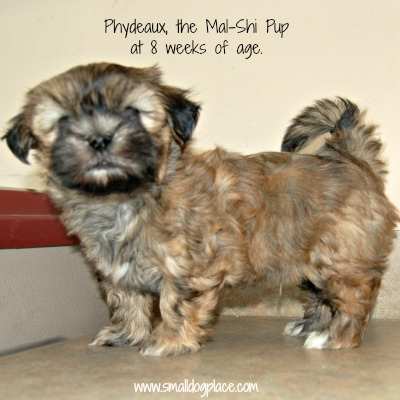 shih tzu maltipoo mix puppies for sale