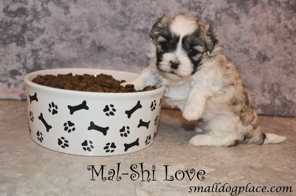 Mal Shi Puppy and his big bowl of food.