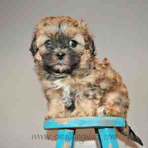 Mal-Shi Puppy (Maltese and Shih Tzu Mix)