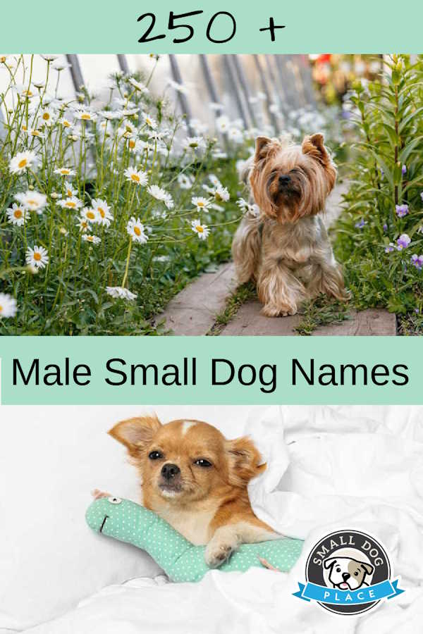 Male Small Dog Names Pin Image