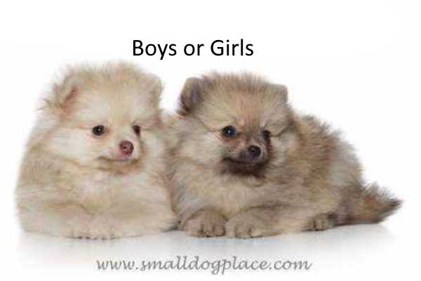 boy vs girl dogs