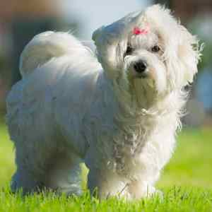 White Maltese standing in a field of grass