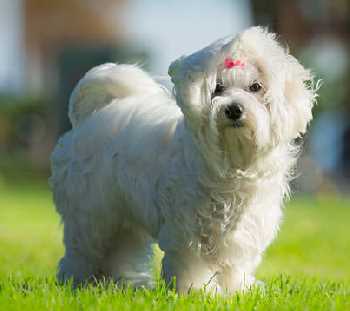 Maltese Dog in the grass
