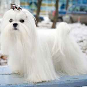 Long-haired breeds require much grooming.