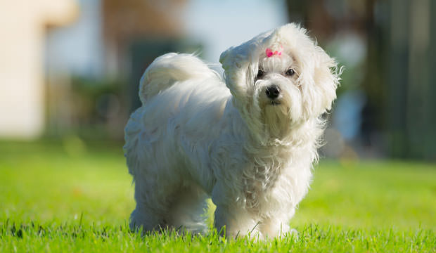 Maltese Dog Breed