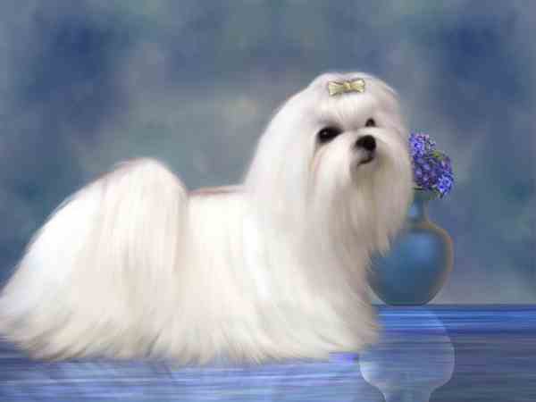 Maltese Dog in a Show Coat