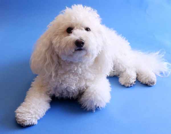 Maltipoo:  Maltese and Toy Poodle