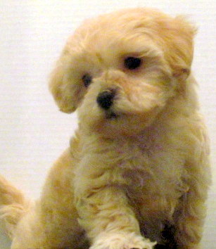 popular hybrid dogs