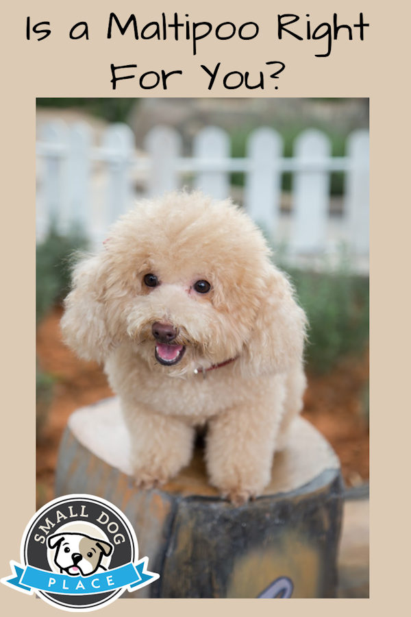 A tan colored Maltipoo dog is sitting on a tree stump on a pin image