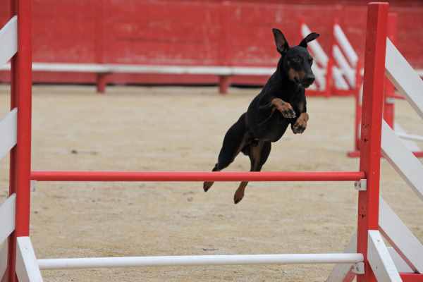 Manchester Terrier