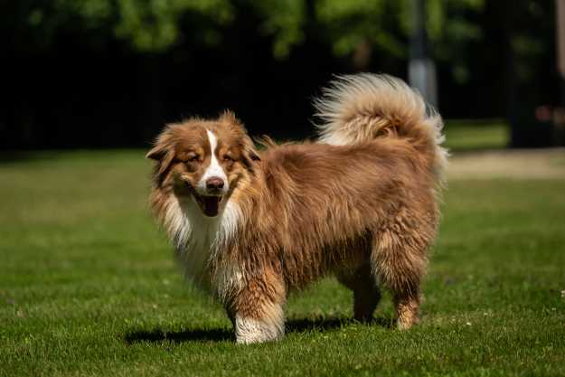 Miniature American Shepherd