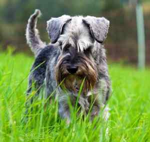 A Miniature Schnauzer standing in a field of grass